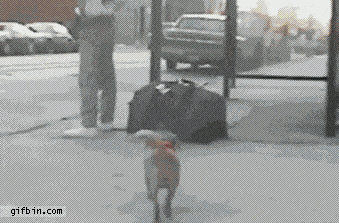 [Image: 58224043_sneaky-animals-stealing-things-2.gif]