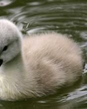 300_Wallpapers_for_phone